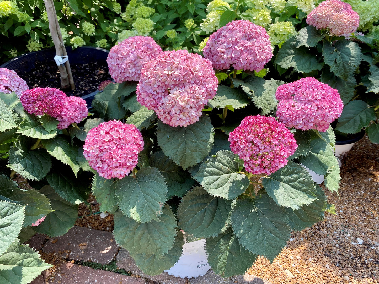 Hydrangea arborescens 'Mini Mauvette'