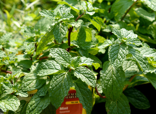 Mentha spicata