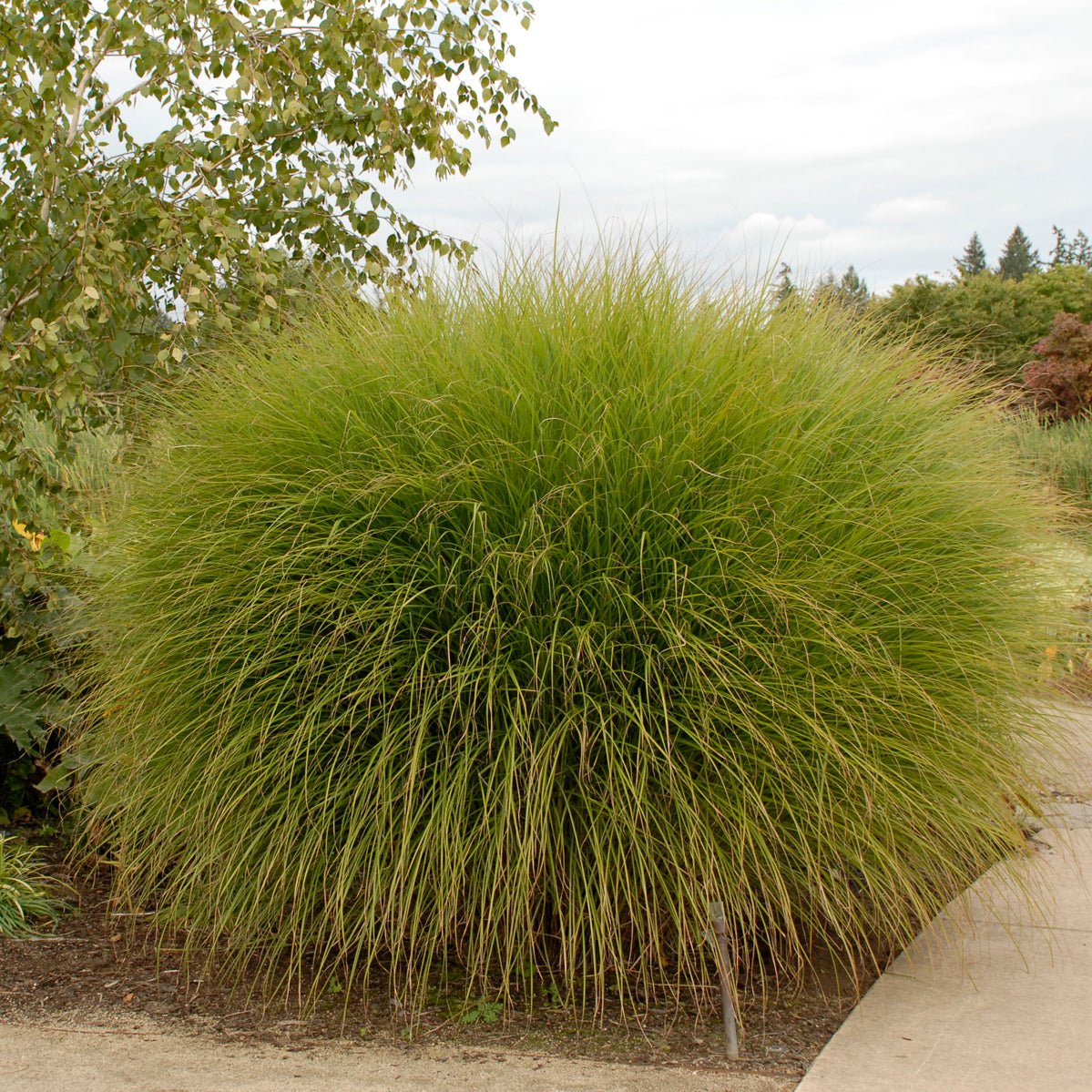 Grass, Maiden / Eulalia 'Gracillimus' (Miscanthus)