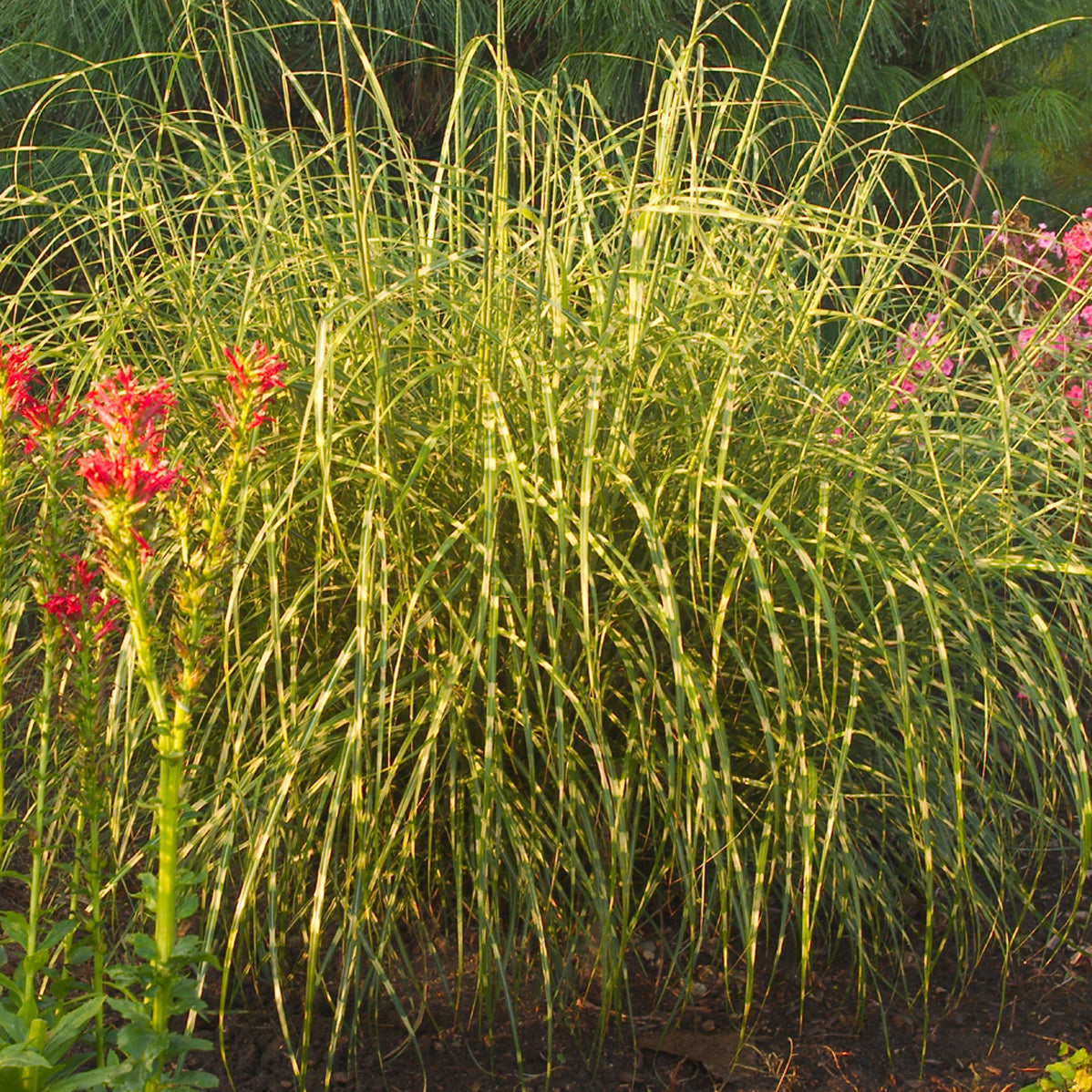 Grass, Maiden Dwarf / Eulalia, Banded 'Little Zebra' (Miscanthus)