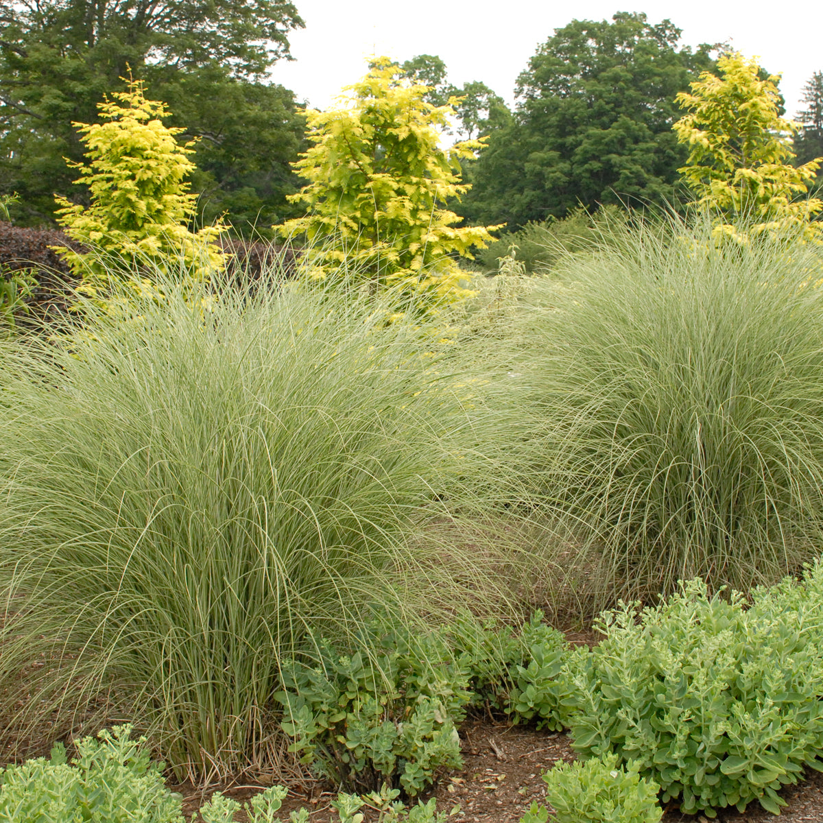 Grass, Maiden Silver / Eulalia Variegated 'Morning Light' (Miscanthus)