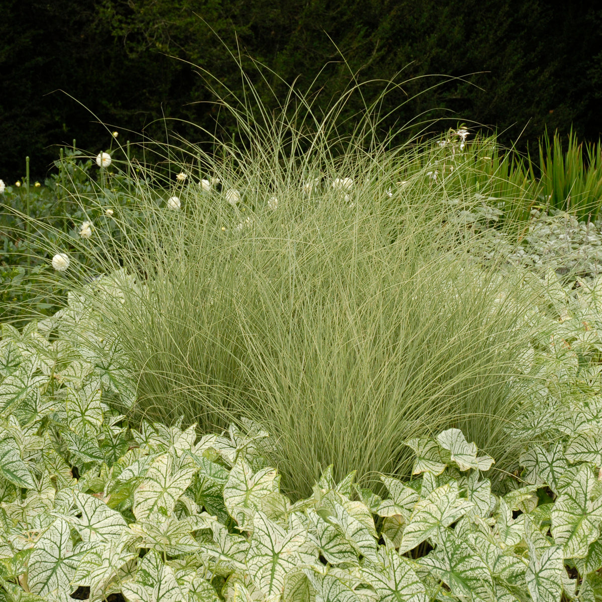 Grass, Maiden Silver / Eulalia Variegated 'Morning Light' (Miscanthus)