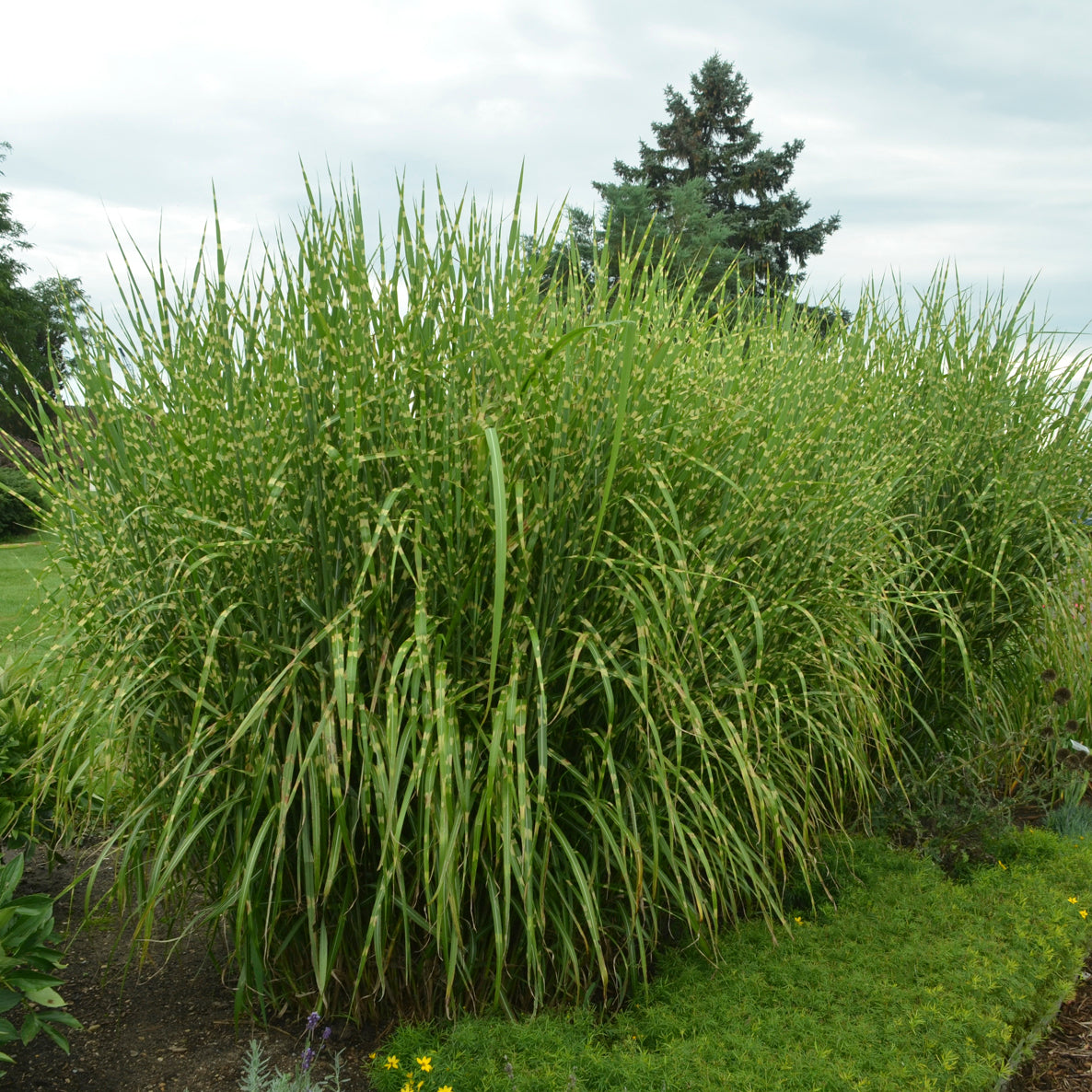 Grass, Porcupine Maiden / Eulalia, Banded 'Strictus' (Miscanthus)