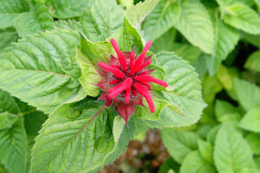 Monarda 'Bee-Happy'