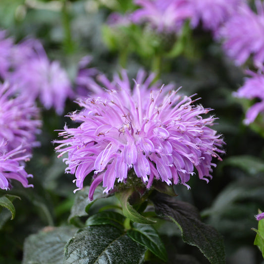 Beebalm 'Sugar Buzz Blue Moon' (Monarda)