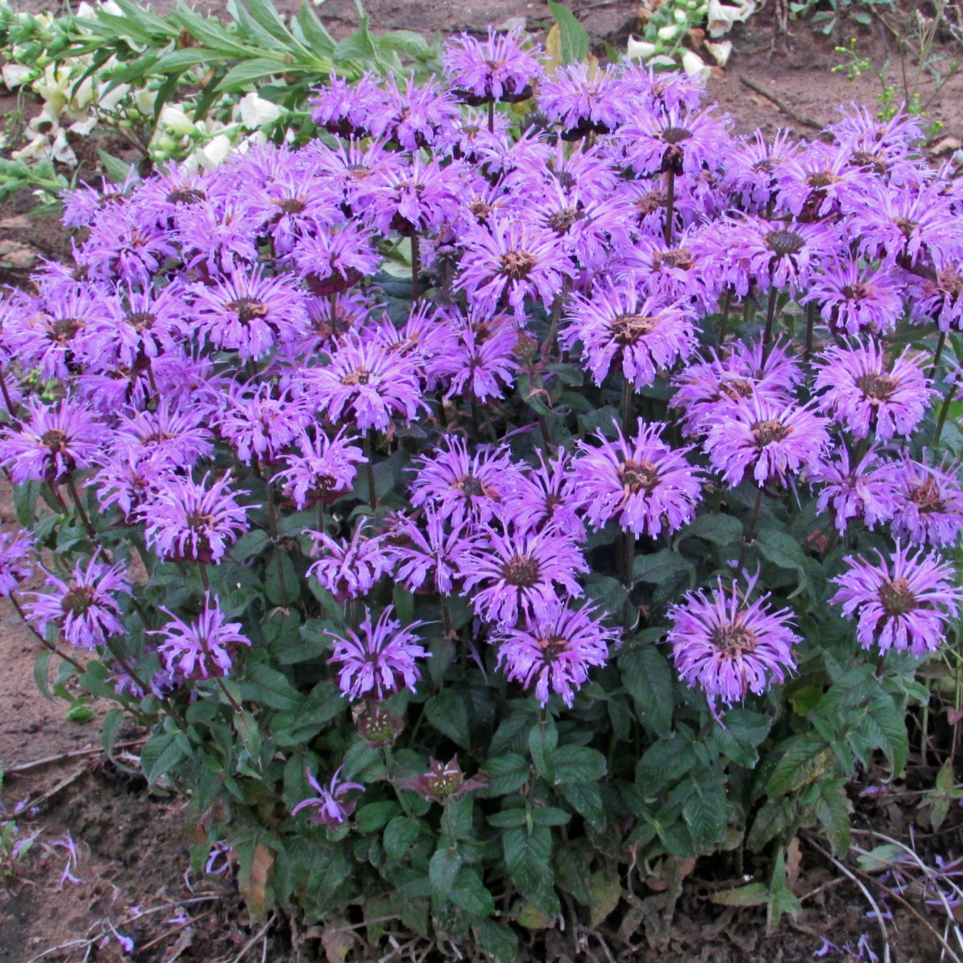 Beebalm 'Sugar Buzz Blue Moon' (Monarda)