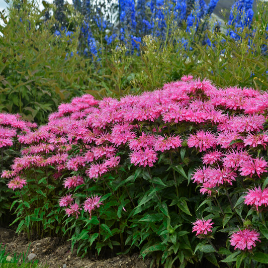 Beebalm 'Sugar Buzz Bubblegum Blast' (Monarda)
