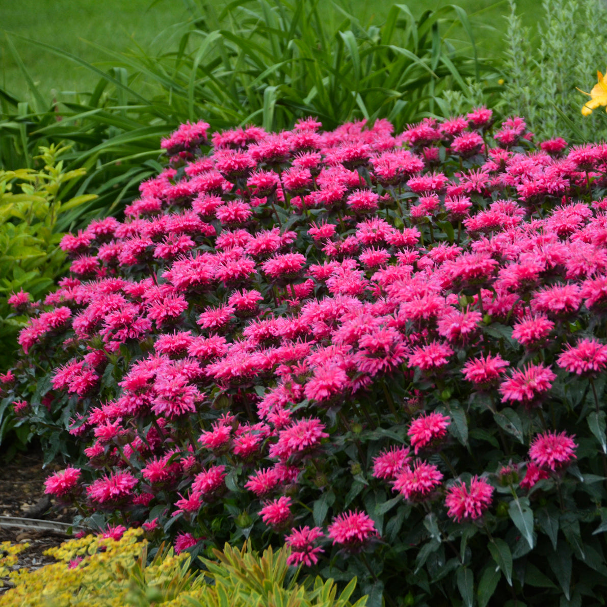 Beebalm 'Sugar Buzz Bubblegum Blast' (Monarda)