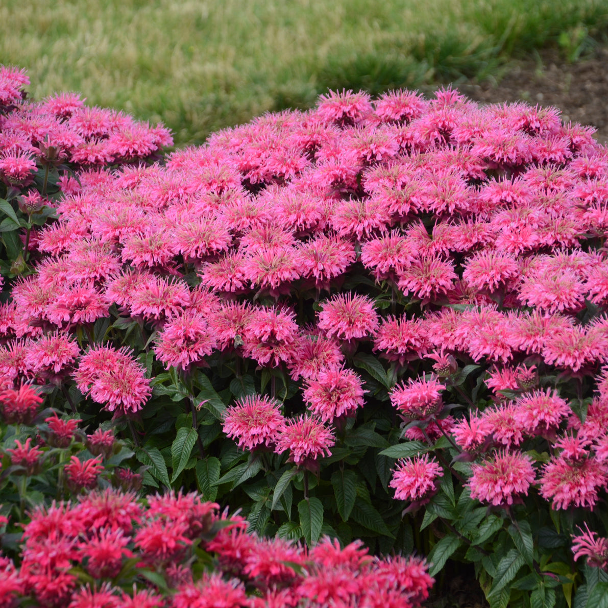 Beebalm 'Sugar Buzz Bubblegum Blast' (Monarda)