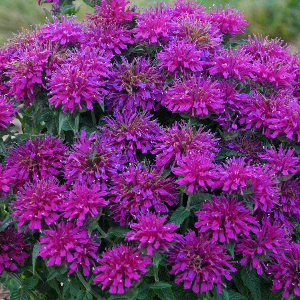 Beebalm 'Sugar Buzz Grape Gumball' (Monarda)