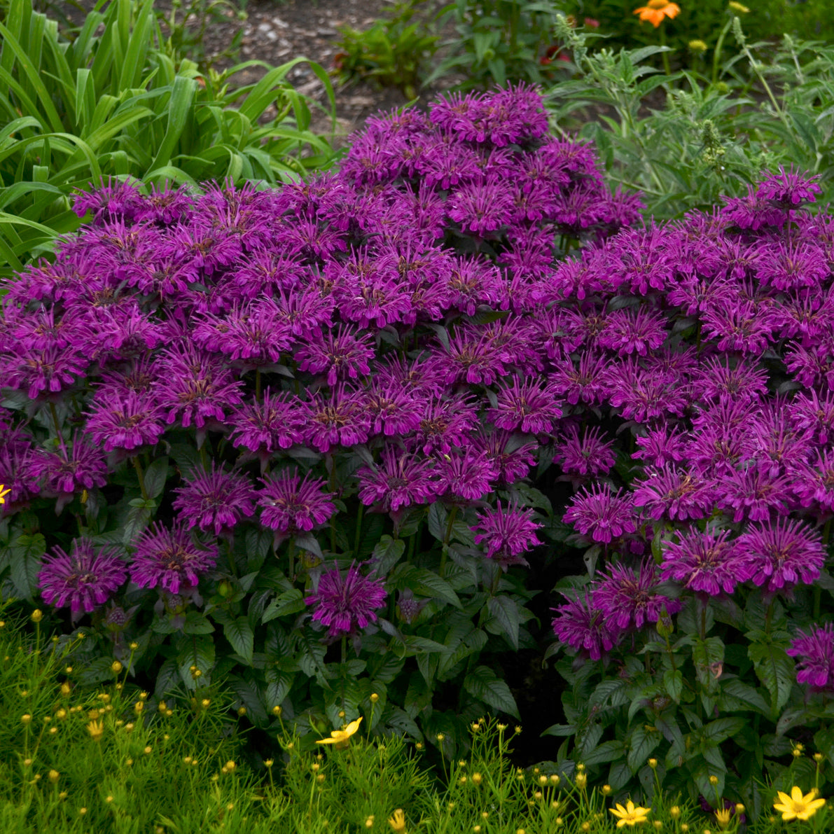 Beebalm 'Sugar Buzz Grape Gumball' (Monarda)