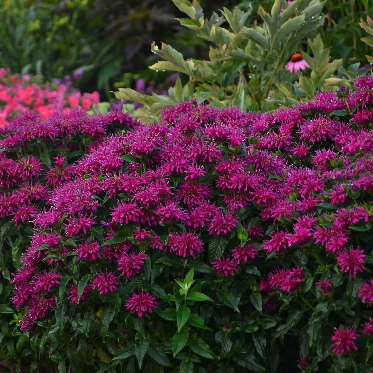 Beebalm 'Sugar Buzz Grape Gumball' (Monarda)