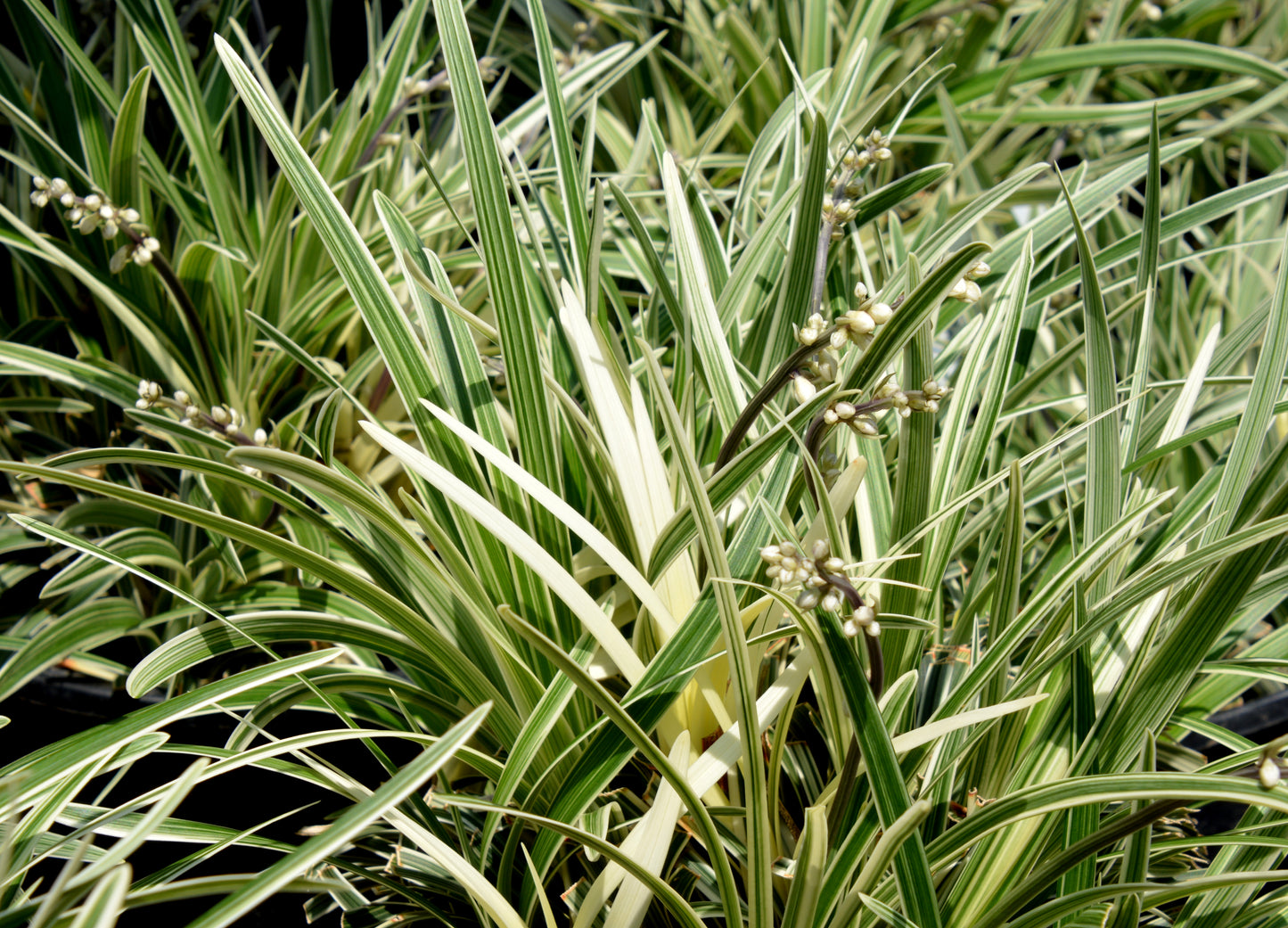 Ophiopogon planiscapus 'Pam Harper'