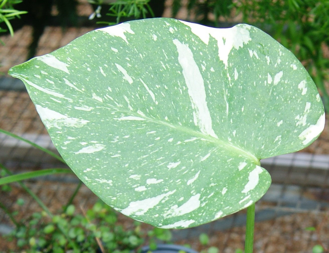 Monstera deliciosa 'Thai Constellation'