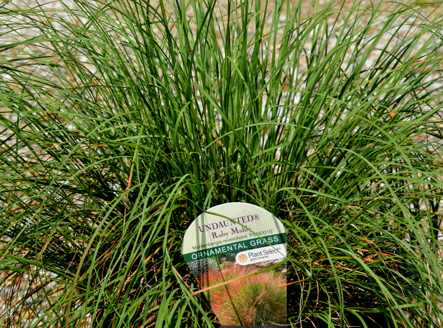 Muhlenbergia reverchonii