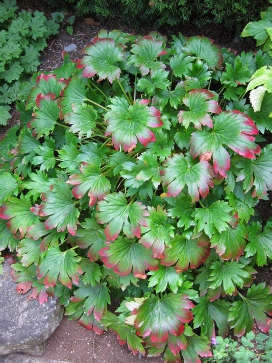 Mukdenia rossii 'Crimson Fans'