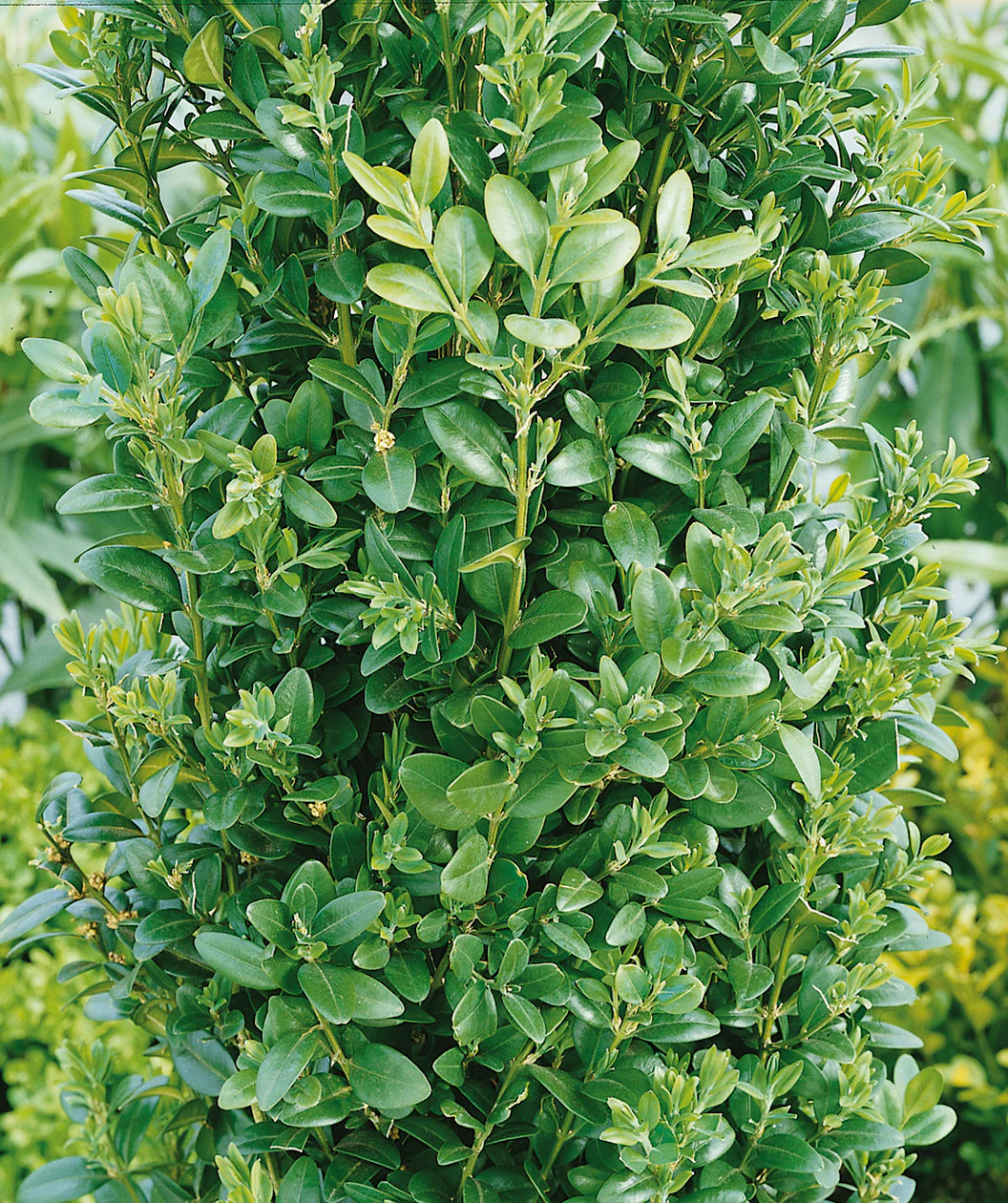 Buxus sempervirens 'Graham Blandy'