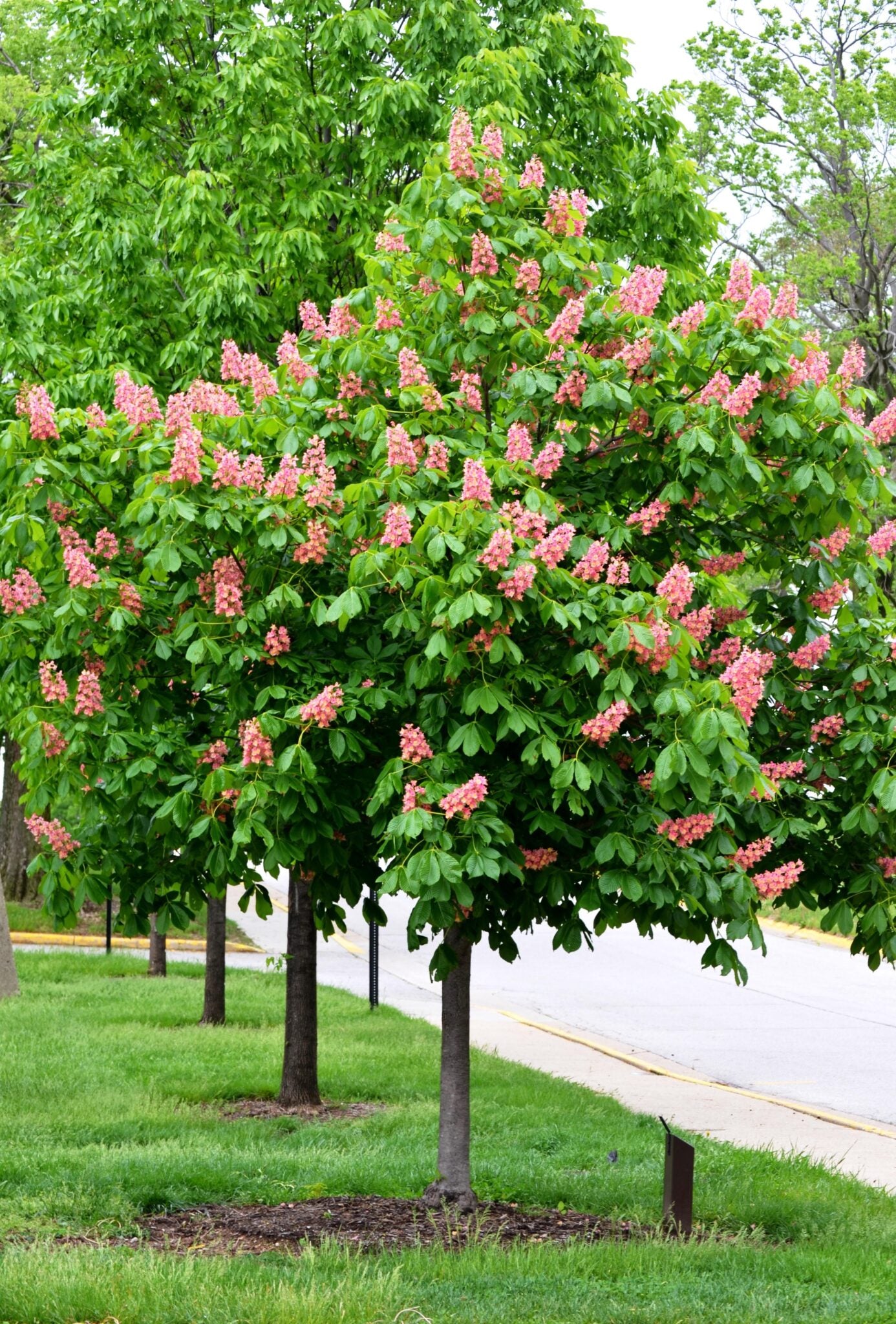 Horsechestnut, Red 'Fort McNair' (Aesculus)