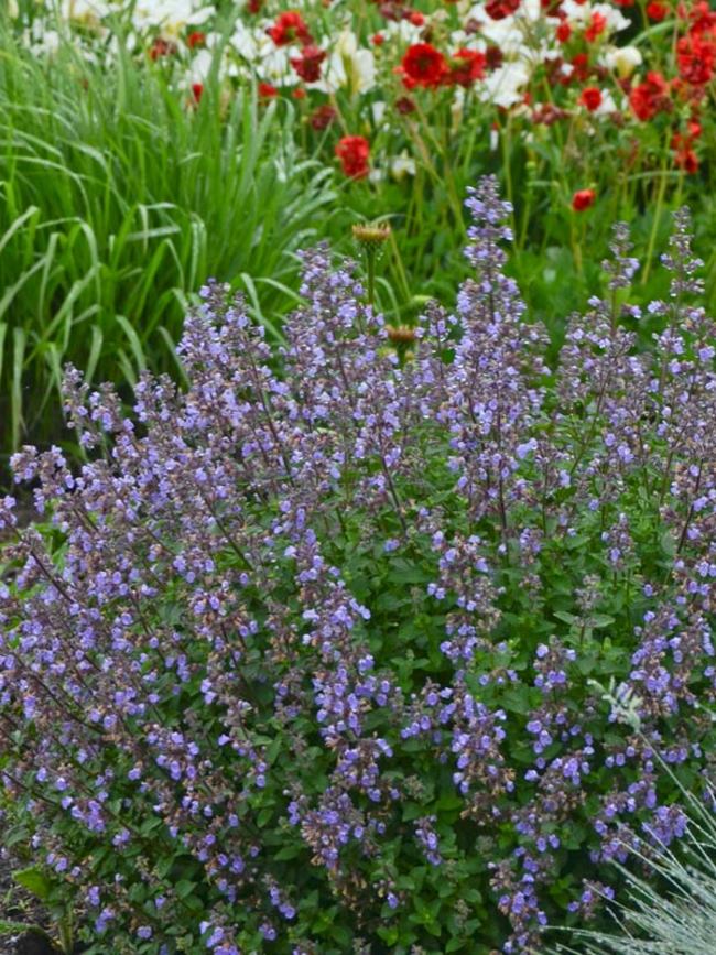 Nepeta faassenii 'Purrsian Blue'