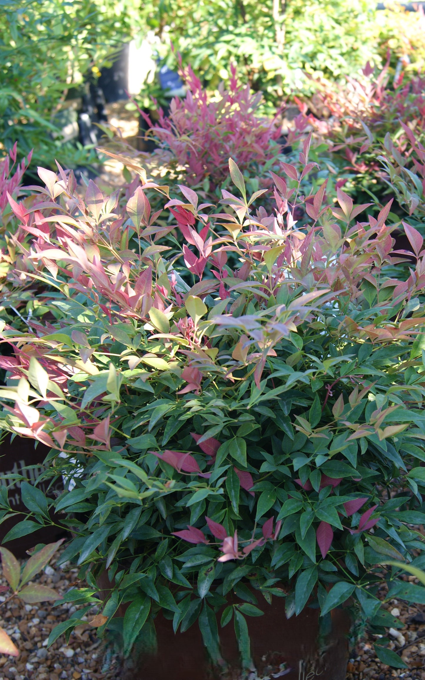 Nandina domestica 'Obsession'