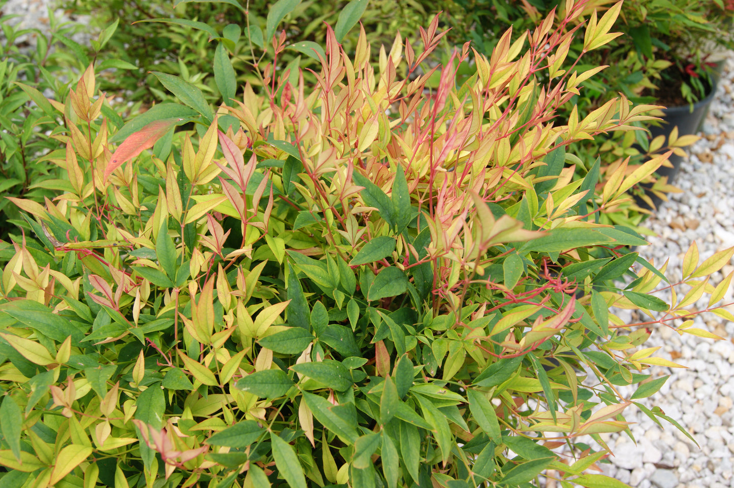 Heavenly Bamboo 'Sienna Sunrise' (Nandina)