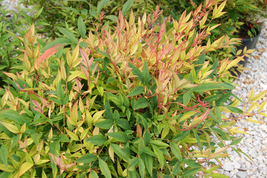 Heavenly Bamboo 'Sienna Sunrise' (Nandina)