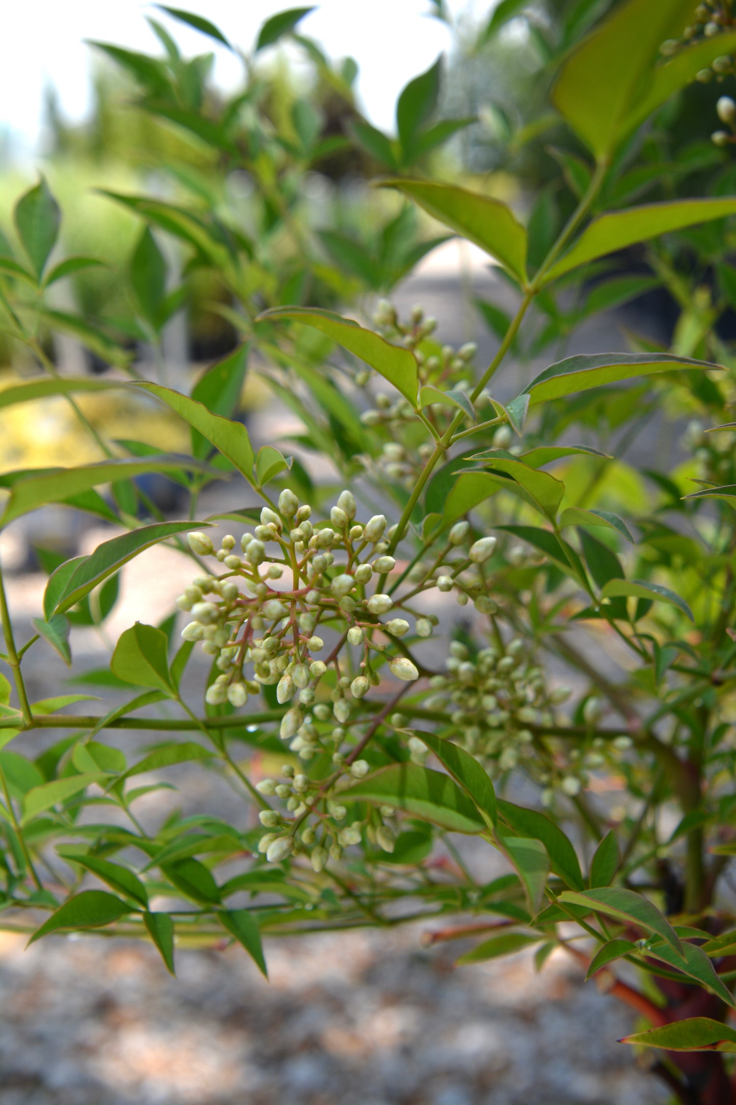 Nandina domestica