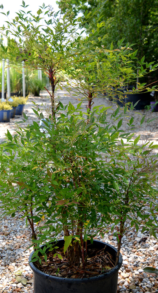 Nandina domestica