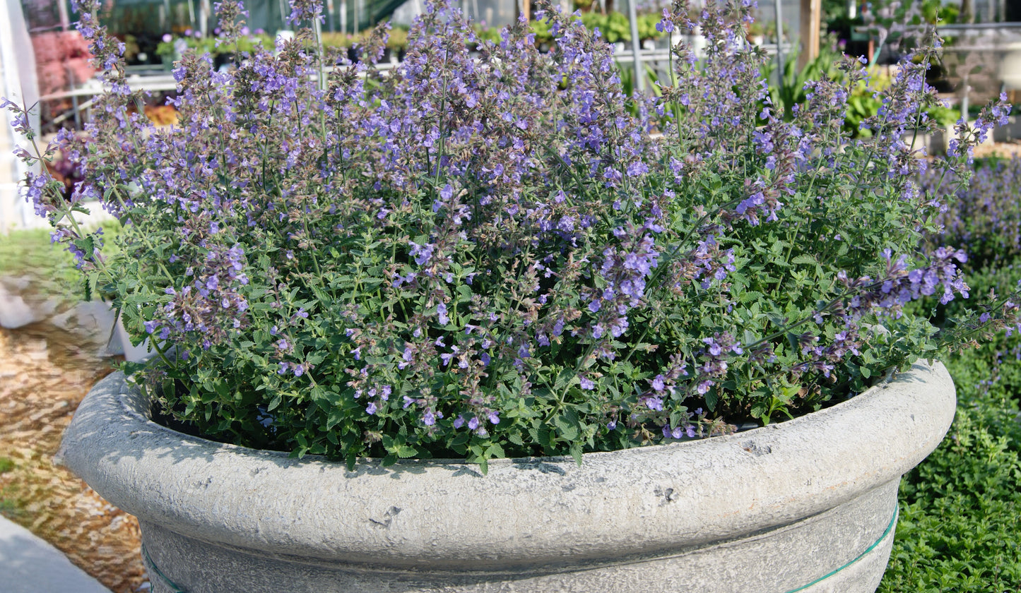 Nepeta x faassenii 'Cat's Meow'