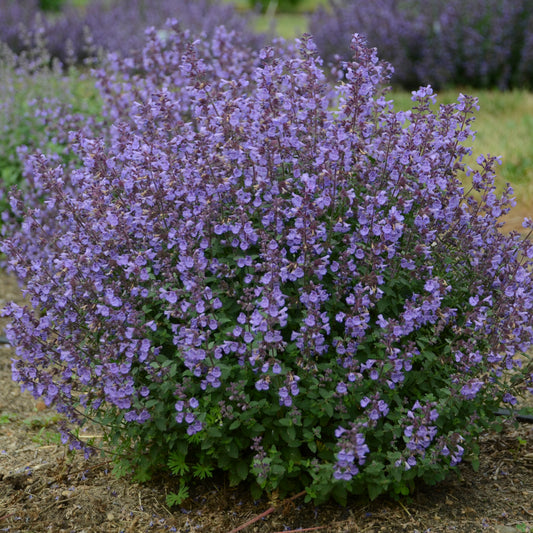 Catmint, Clumping 'Kitten Around' (Nepeta)