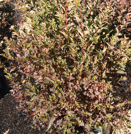 Ninebark, Compact Dark Leaf 'Little Devil' (Physocarpus)