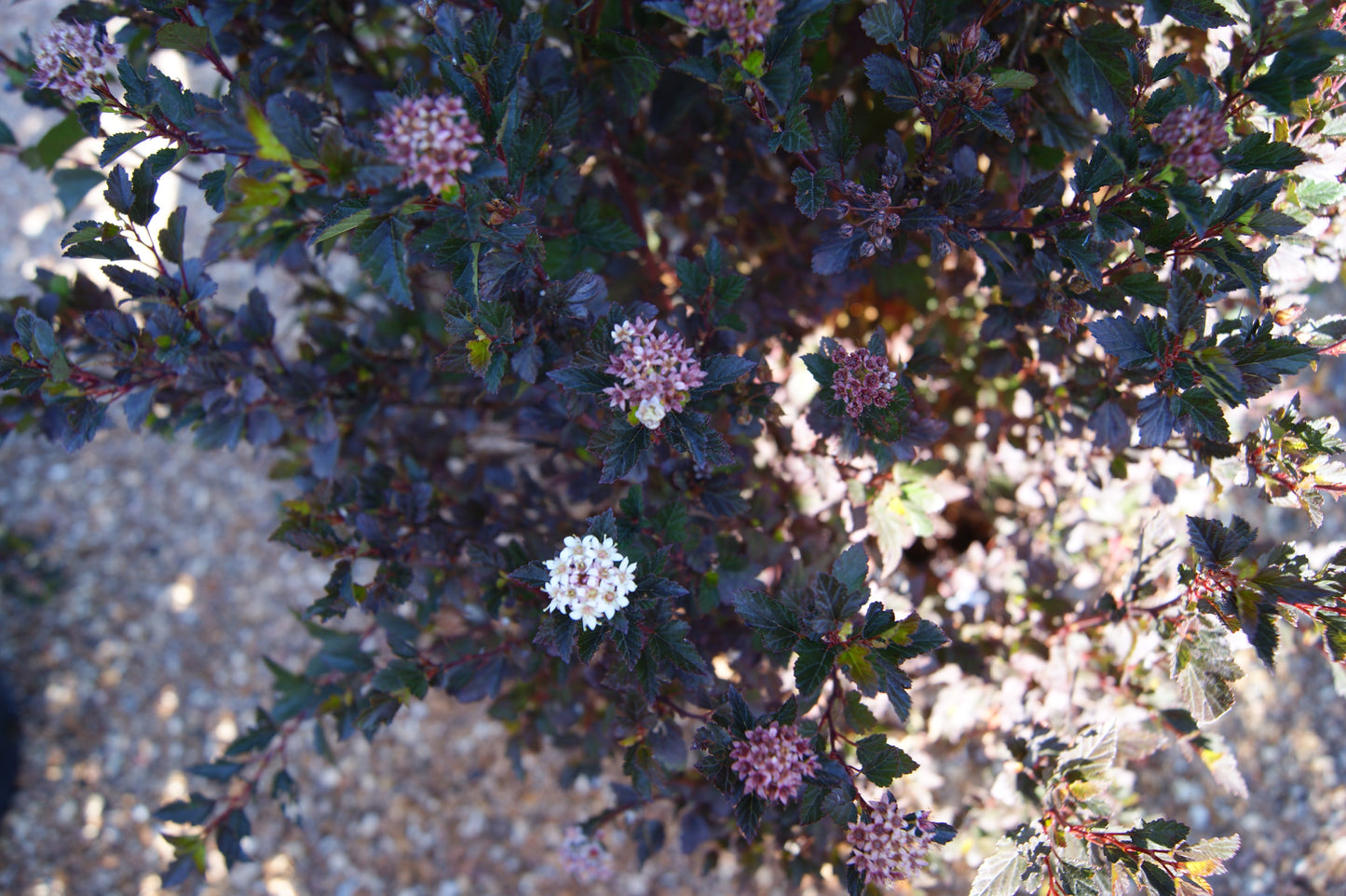 Physocarpus opulifolius 'Little Devil'