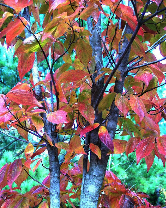 Black Gum / Sour Gum / Tupelo 'Fire Master' (Nyssa)