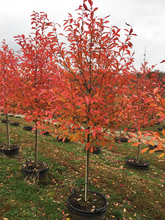 Black Gum / Sour Gum / Tupelo 'Forest Fire' (Nyssa)