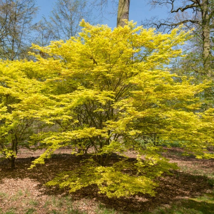 Acer palmatum 'Katsura'