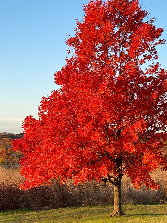 Maple, Red 'October Glory' (Acer)