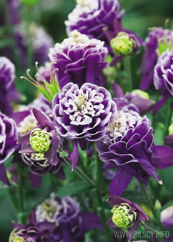 Aquilegia vulgaris 'Winky Double Purple/White'