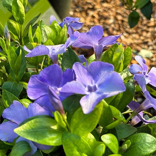 Periwinkle, Common / Creeping Myrtle 'Bowles' (Vinca)