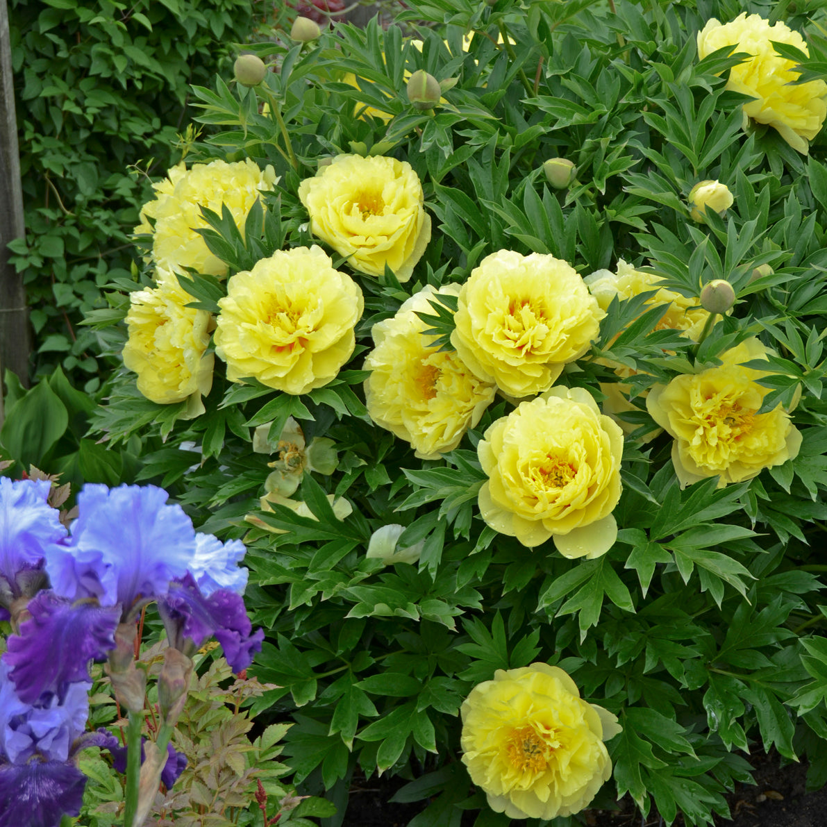 Peony, Itoh 'Bartzella' (Paeonia)