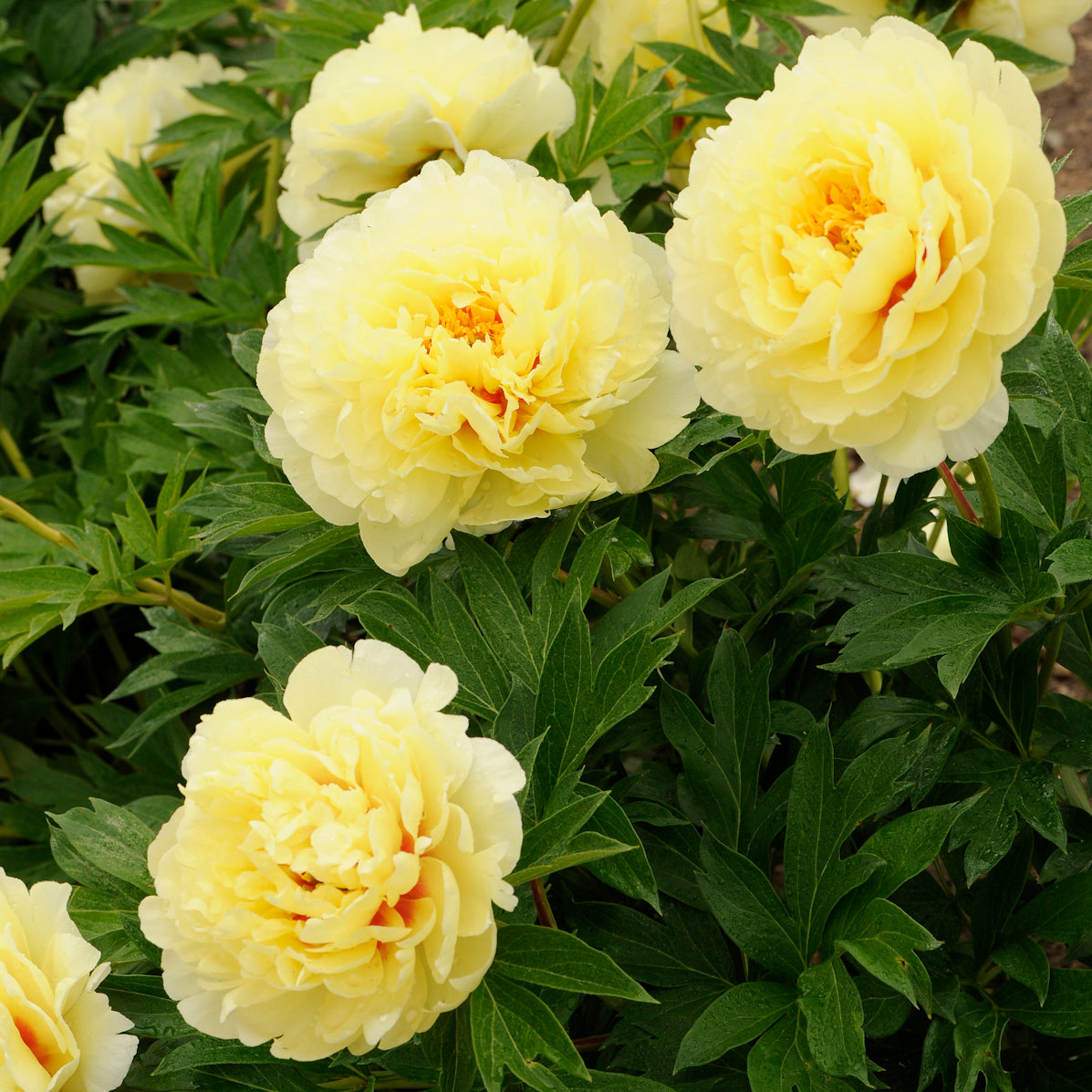 Peony, Itoh 'Bartzella' (Paeonia)