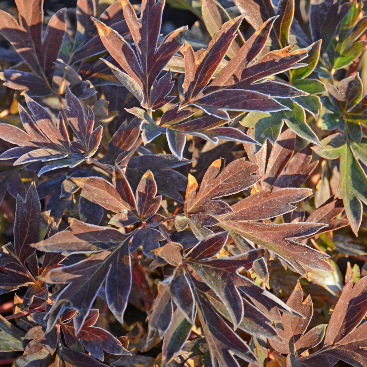 Peony, Itoh 'Bartzella' (Paeonia)