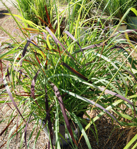 Switchgrass 'Ruby Ribbons' (Panicum)