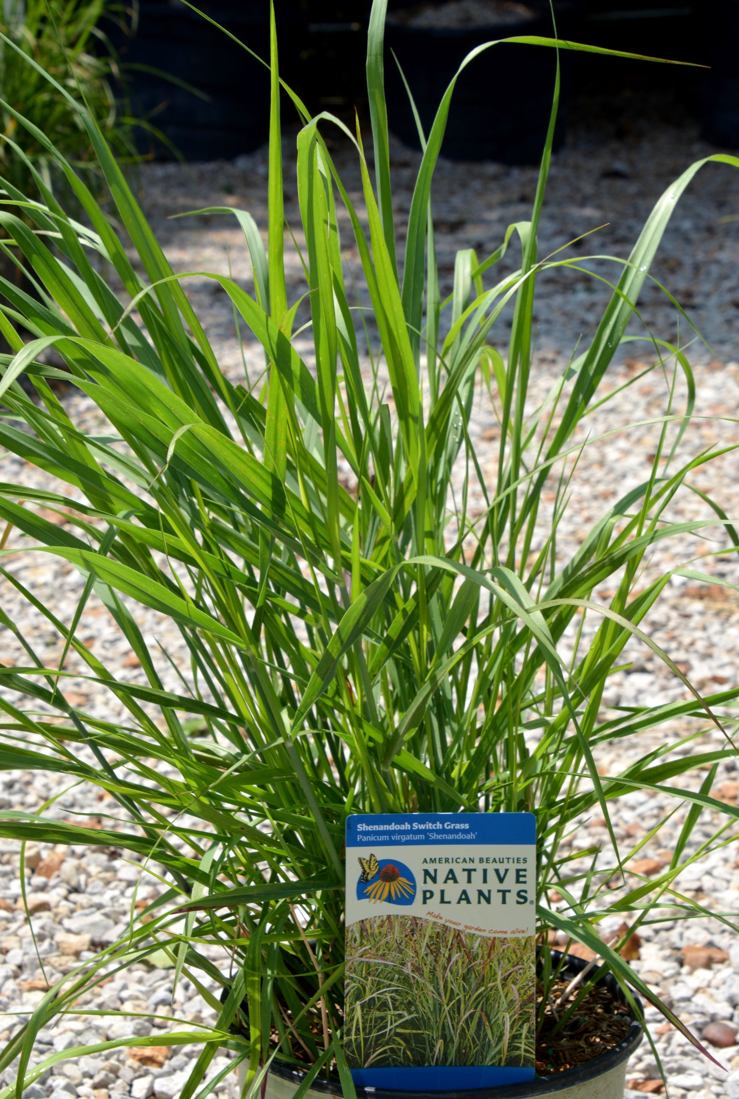 Panicum virgatum 'Shenandoah'