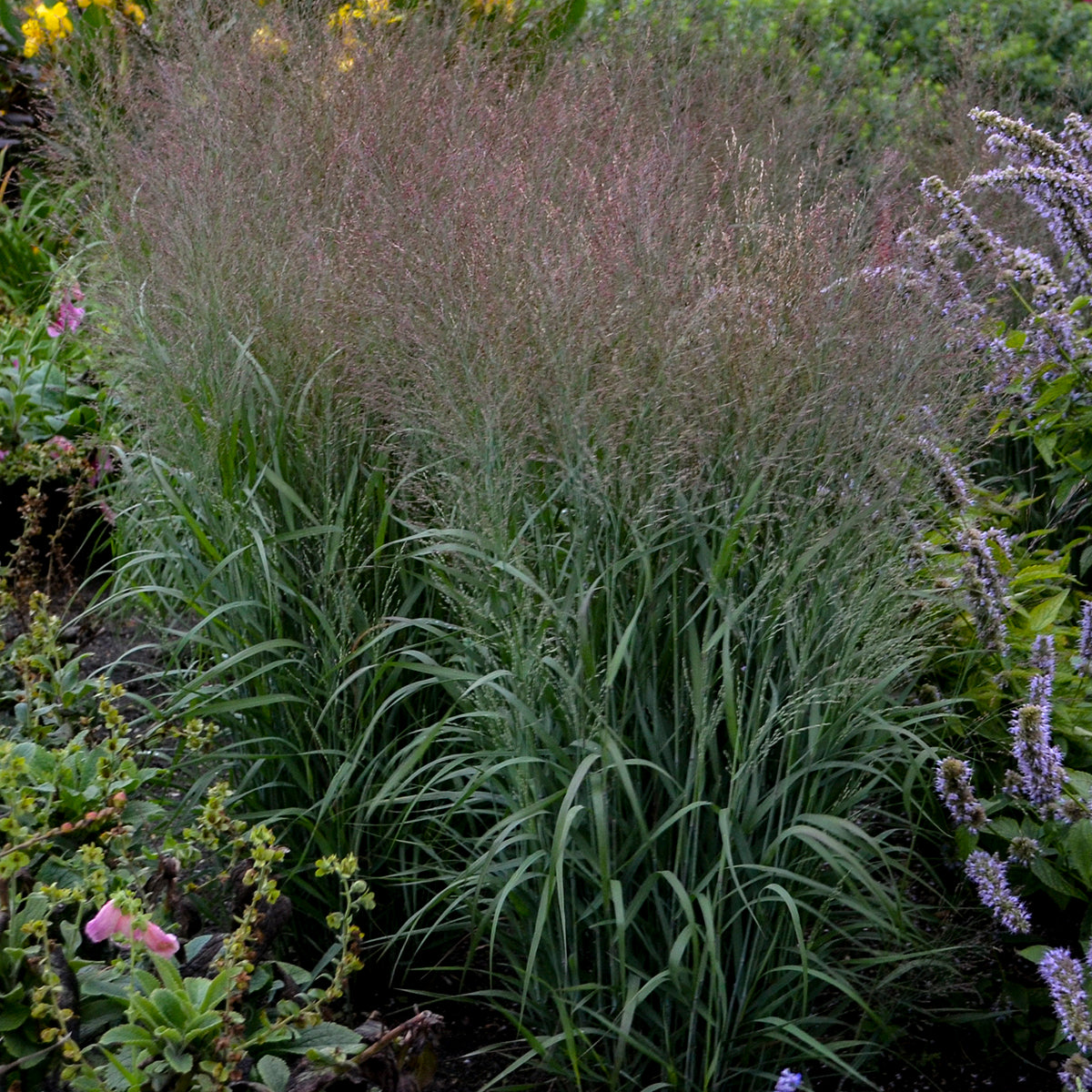 Switchgrass 'Apache Rose' (Panicum)