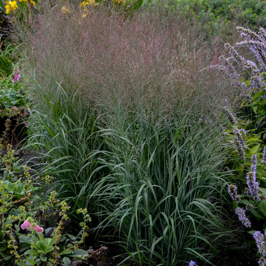 Switchgrass 'Apache Rose' (Panicum)