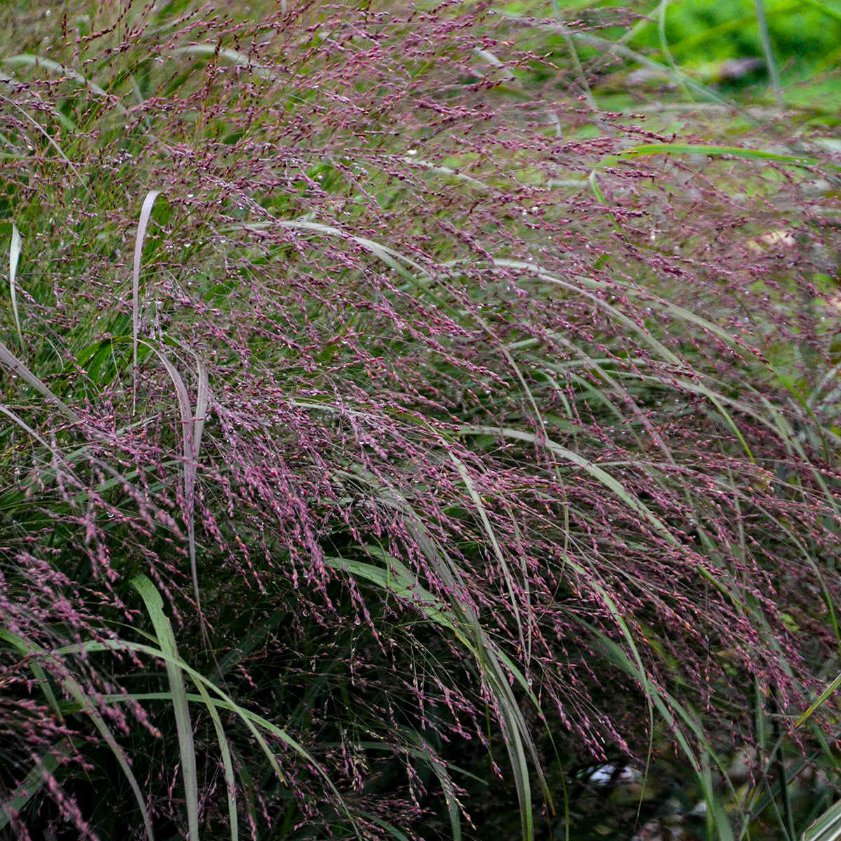 Switchgrass 'Apache Rose' (Panicum)
