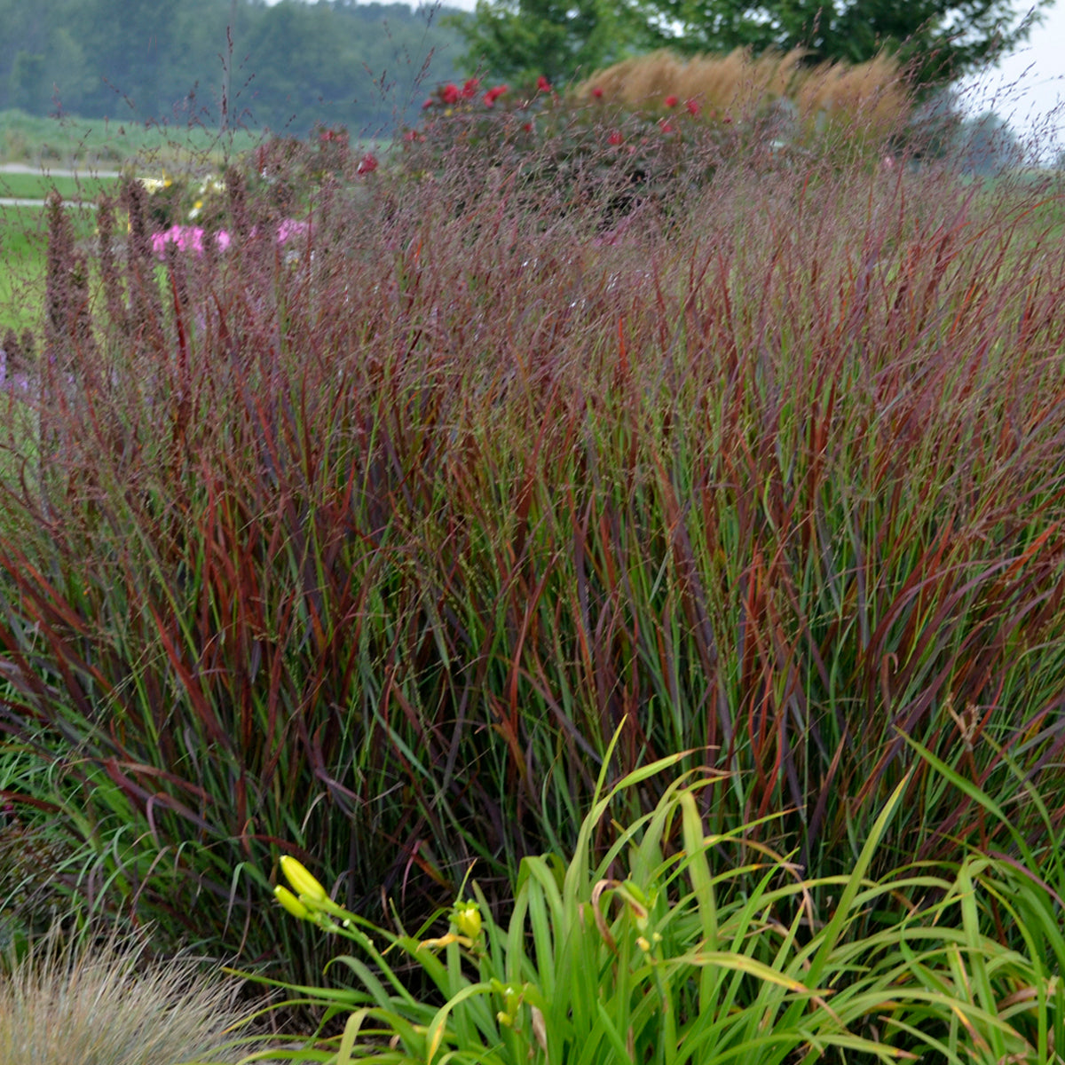Switchgrass 'Cheyenne Sky' (Panicum)
