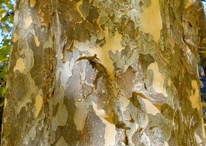 Ironwood, Persian Columnar 'Golden Bell Tower' (Parrotia)