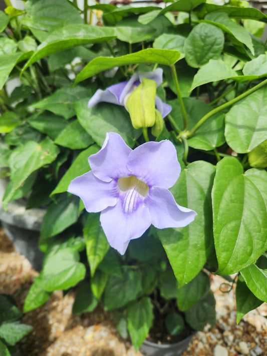 Vine, Sky Varieties (Thunbergia)