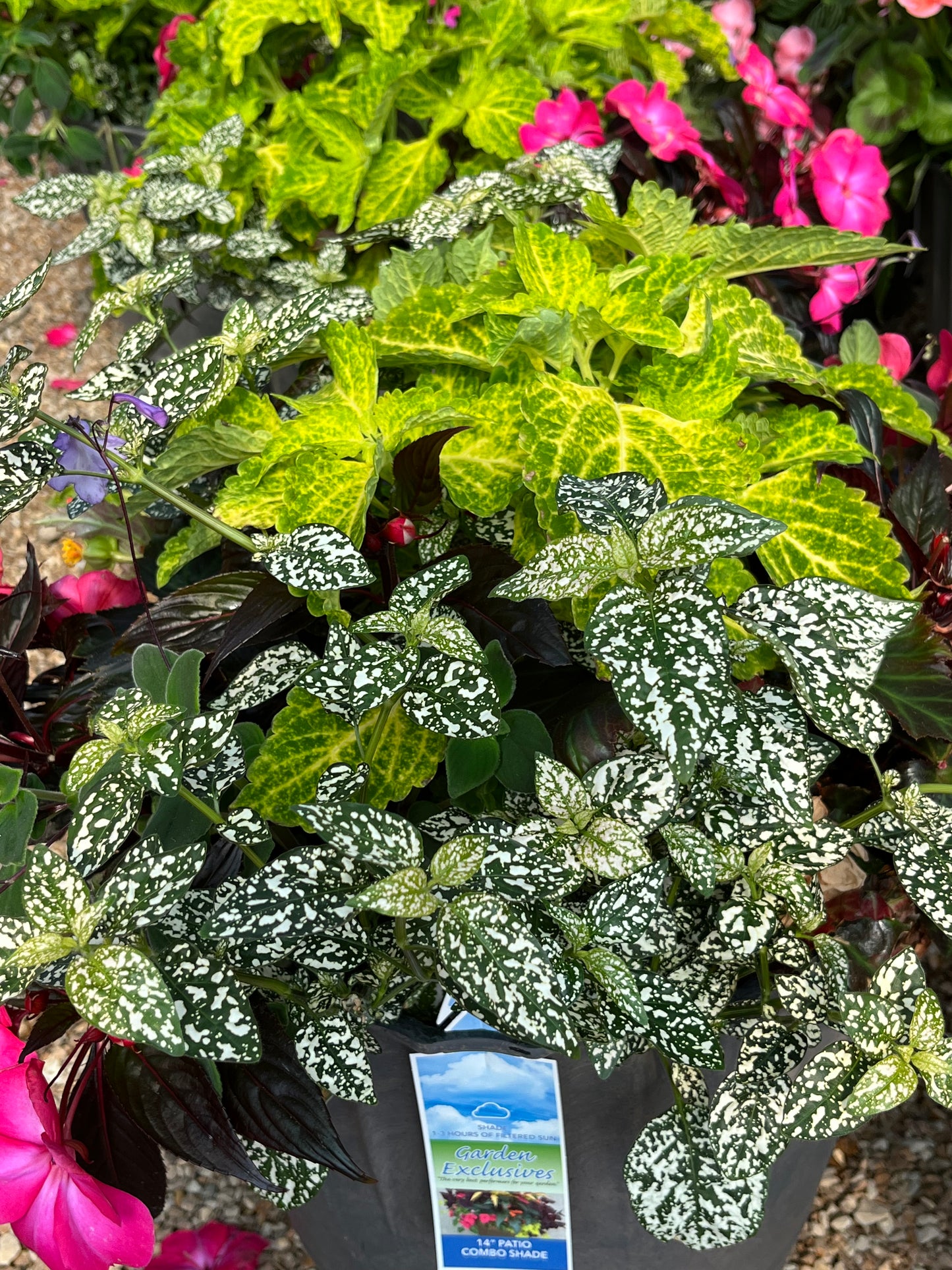 Patio Pots, Flowering Combo Mix, SHADE